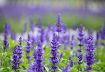 鼠尾草和薰衣草的区别？