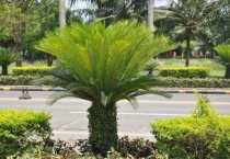 铁树雄花和雌花的区别？