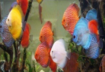 七彩神仙鱼和什么鱼混养？可以和神仙鱼混养吗？