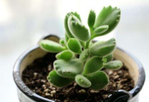 多肉熊童子怎么养肥