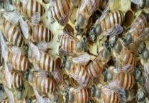 工产群怎样合并到有王群 详细介绍