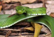 蛇生蛇还是生蛋