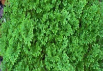 青龙草和翠云草的区别？