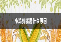 小鸡剪嘴是什么原因？