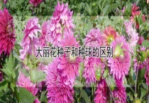 大丽花种子和种球的区别？