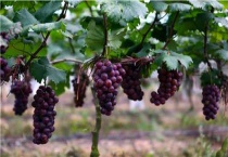 葡萄树催芽多久？