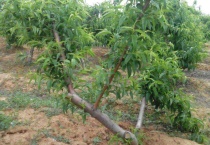 刚摘的桃树胶怎样多久？