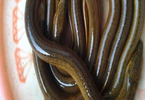 黄鳝养殖成本和利润 有两个案例