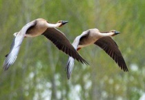 大雁为什么往西北飞