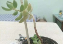 不徒长又好养的多肉