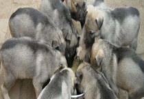 肉狗养殖场建设方案 场地如何选择