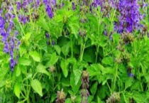 丹参种子多少钱一斤？附种植多久？