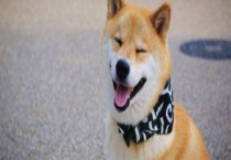 柴犬怎么挑选？附性格特征与价格