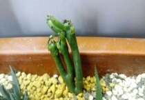 膨珊瑚有毒吗？