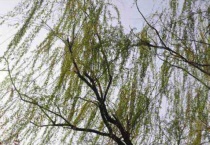 柳树茎的特点