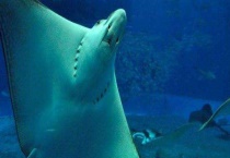 刺鳐与魔鬼鱼的区别？ 魔鬼鱼没毒刺鳐有剧毒