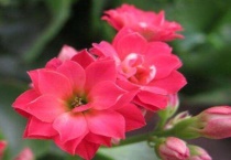 长寿花冻蔫了怎么办？