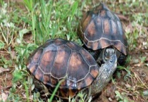 黑颈龟和草龟有什么不同 附乌龟的养殖多久？