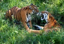 什么是野生华南虎