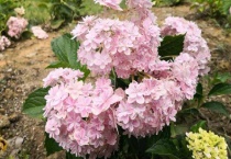 绣球花花骨朵黑了怎么办？