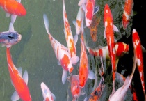 用什么饲料来喂“水中活宝石”锦鲤鱼好 鲤鱼产地在哪