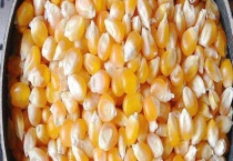 玉米发霉了晒干可以喂鸡吗？