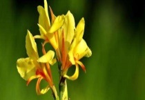 美人蕉的繁殖方法 根茎繁殖怎么操作