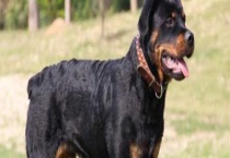 罗威纳犬的性格特点 智商高吗 寿命是多长