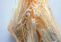 金针菇大棚一年出几次