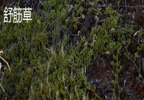 舒筋草和伸筋草的区别？