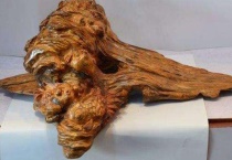 琥珀木是什么树