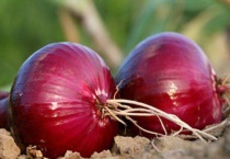 一个洋葱能种出几个来