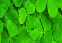 四叶草为什么很稀有？代表什么含义