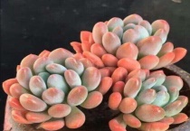 多肉温度多少可以露养