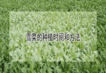雪菜的种植时间和多久？