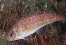 明太鱼是不是海鱼 明太鱼该怎么吃