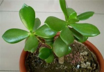 燕子掌抗冻吗？