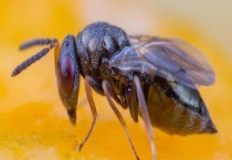 寄生蜂 是什么？