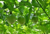 百香果花苞掉什么原因？