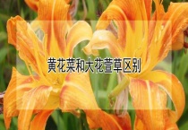 黄花菜和大花萱草区别？