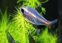 观赏鱼霓虹灯鱼怎么繁殖？好养吗？