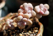 多肉桃蛋的养殖方法和注意事项