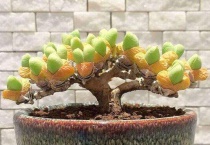 多肉老桩头太重站不稳怎么办？