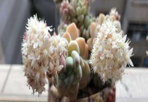 劳尔花有毒吗？