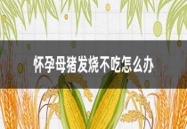 怀孕母猪发烧不吃怎么办？