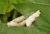 蚕刚出生没桑叶吃什么？