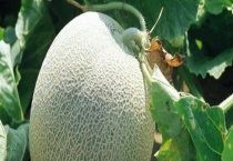 哪里的特产是哈密瓜 哈密瓜该怎么催熟