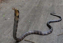 眼镜王蛇咬到有解药吗？