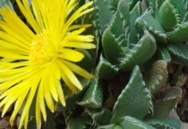 四海波和怒涛的区别？