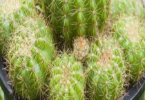 仙人球长斑怎么办？附长斑的原因？